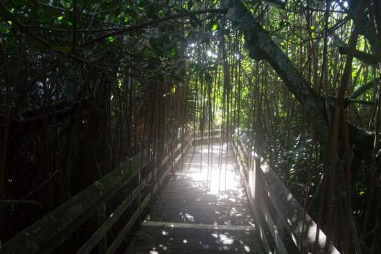 Paget Marsh Bermuda