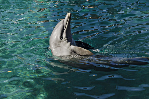 Dolphin at Blue Lagoon Island