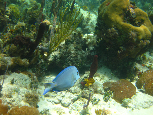 Snorkeling at Athol Island