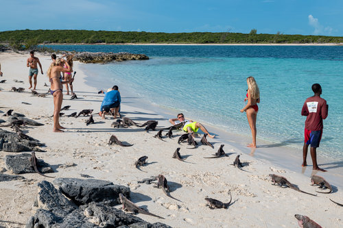 Iguanas at Allens Cay, Exuma