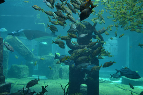 Atlantis Aquarium