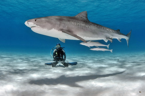 Tiger Sharks at Tiger Beach