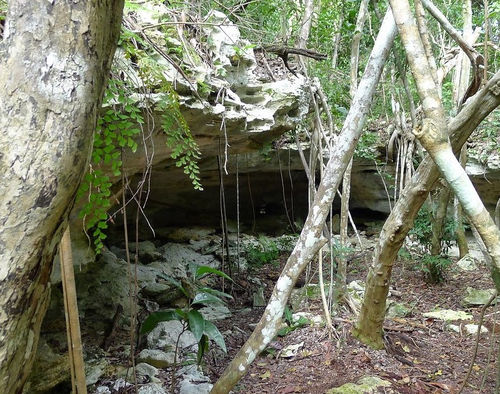 Primeval Forest National Park