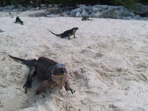 Iguanas Exuma Allens Cay