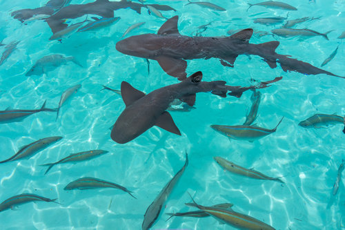 Nurse Sharks at Compass Cay