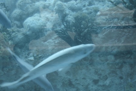 Glass Bottom Tour Bermuda