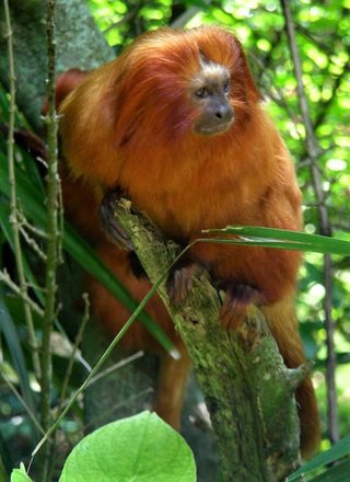 Golden Lion Tamarin at BAMZ