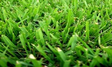 Zoysia Grass