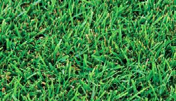 St Augustine Grass