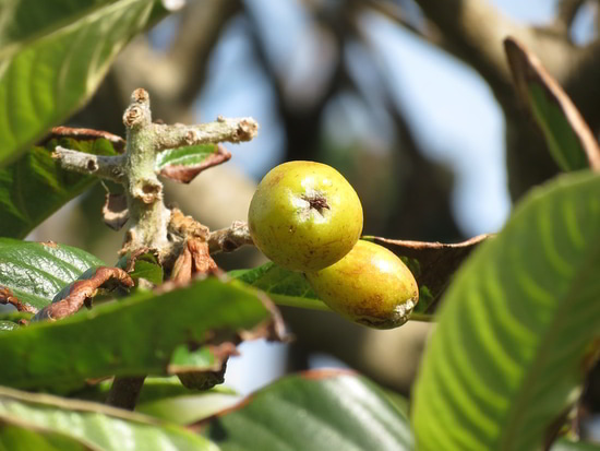 loquats in Bermuda