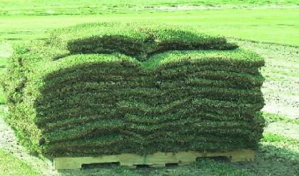 Bermuda Sod