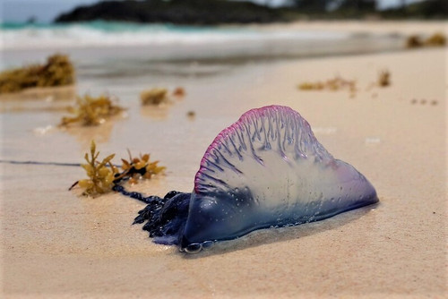 Portuguese Man of War Bermuda