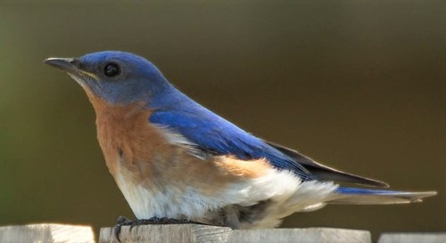 Eastern Bluebird Bermuda