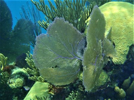 Blue Hole Brain Coral   Sea Fan